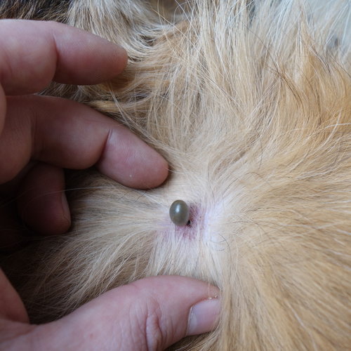 Insekten und Parasiten