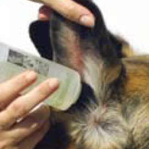 Cuidado de los oídos