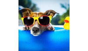 Hoe kun je je huisdier verkoelen op warme dagen? 