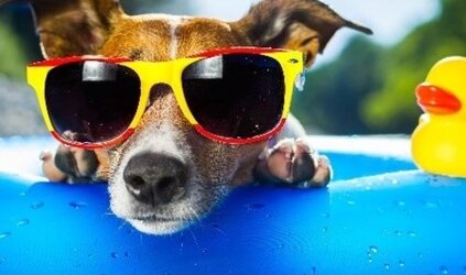 Hoe kun je je huisdier verkoelen op warme dagen? 