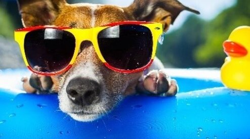 Hoe kun je je huisdier verkoelen op warme dagen? 