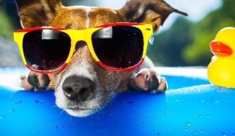 Hoe kun je je huisdier verkoelen op warme dagen? 