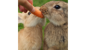 Een konijn met buikpijn