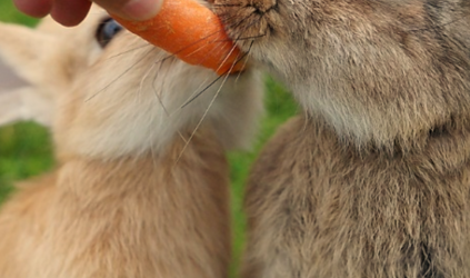Een konijn met buikpijn
