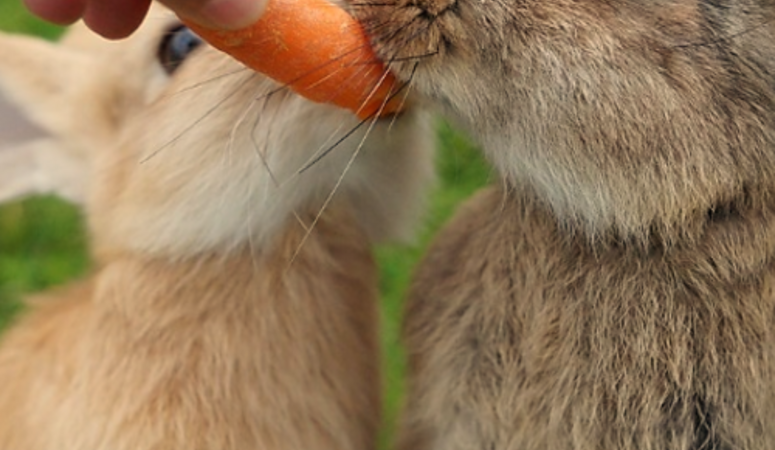 Een konijn met buikpijn