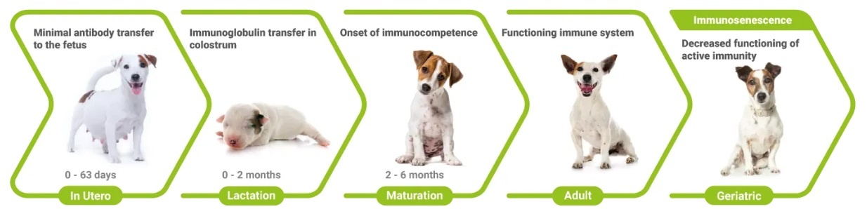 The immune system develops and ages