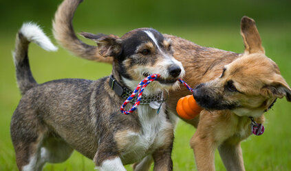 Spelen - gedrag herkennen 