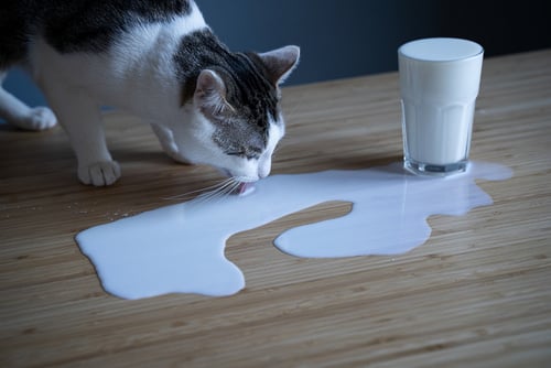 Kitten drinkt melk