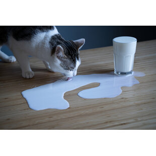  Un chat peut-il boire du lait ?