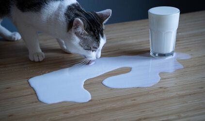 Mag een kat Melk? 