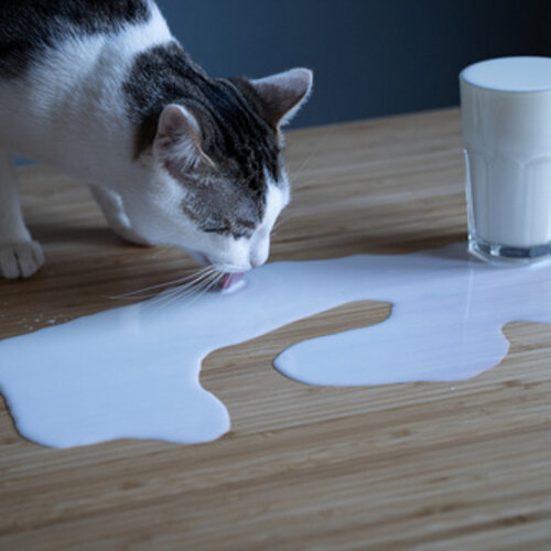 Can a cat drink milk? 