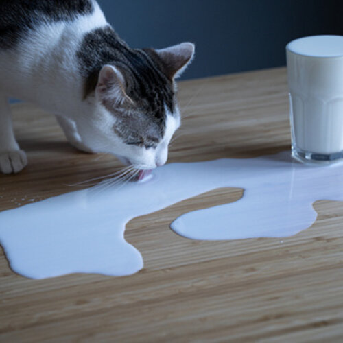 Mag een kat Melk? 