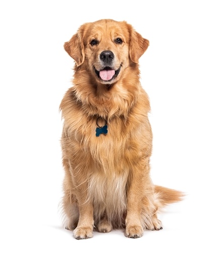 Golden Retriever 5