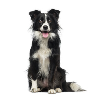 The smartest dog breeds
