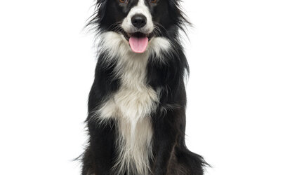 De slimste hondenrassen