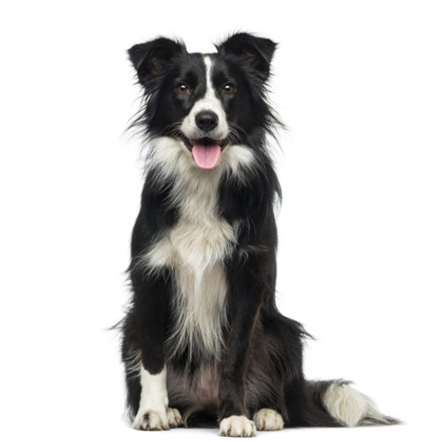 The smartest dog breeds