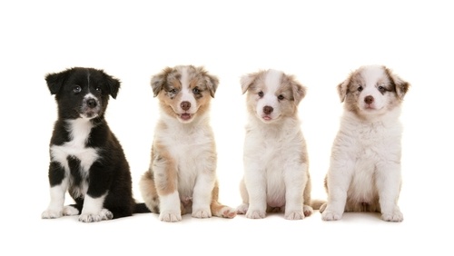 schattige puppies