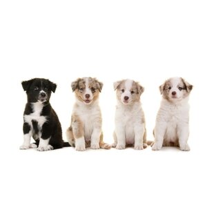 Puppy  kaufen - Tipps 