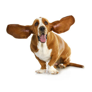 Die Ohren eines Hundes 