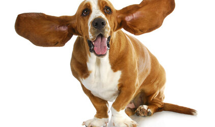 De oren van een hond 