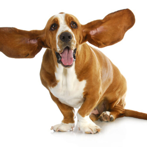 The ears of a dog 