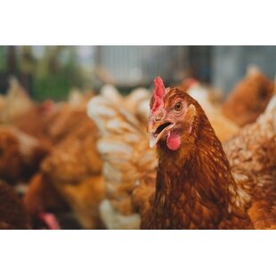 Spread of Avian Influenza