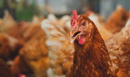 Verspreiding vogelgriep