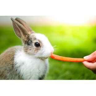 Ein Kaninchen mit Bauchschmerzen