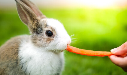 Een konijn met buikpijn