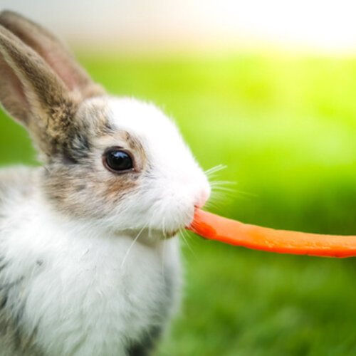 Un lapin avec des douleurs abdominales