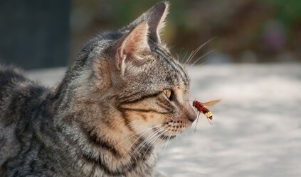 Wespen- of bijensteek?