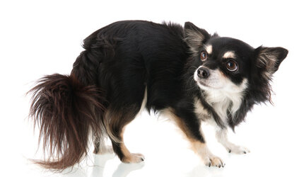 Stress en despressie