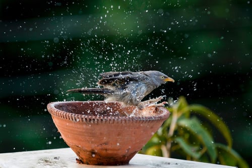 Vogelbadje aan de vogelkooi