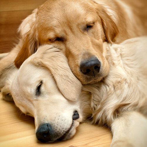 Position de sommeil du chien