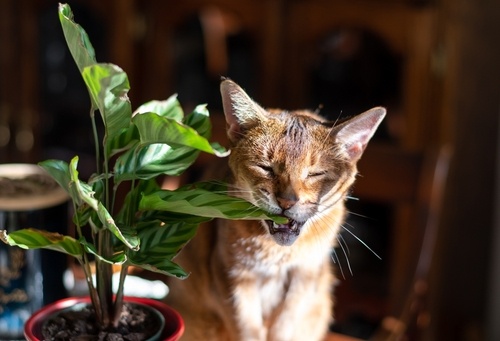 Welke planten zijn giftig voor honden of katten?