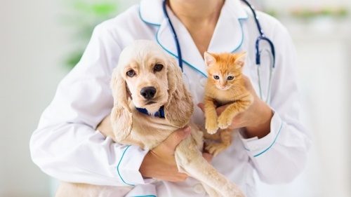 Hond en kat wanneer naar de dierenarts?