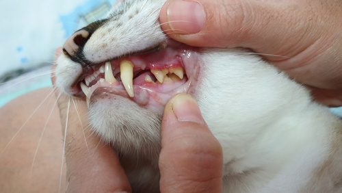 Slechte tanden of tandvlees bij katten