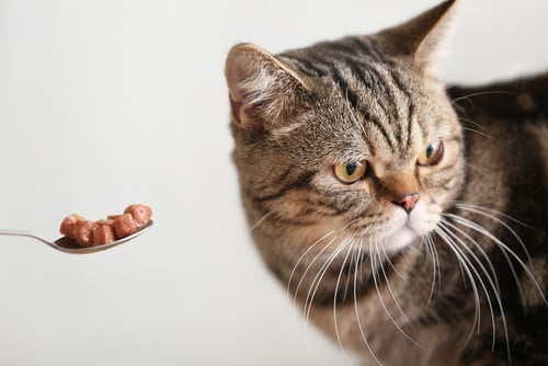 kat weigert eten