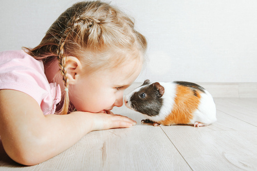 Meisje met cavia