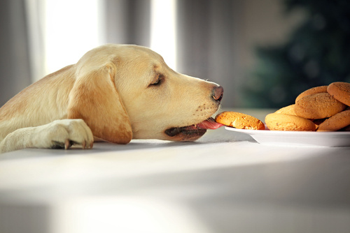 hondenkoekjes