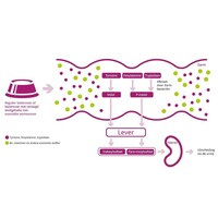 thumb-Porus One - Ter ondersteuning van de niergezondheid bij katten 30 x 500 mg-4