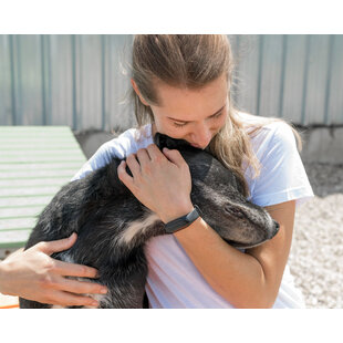 Questions About Euthanasia of Your Beloved Pet