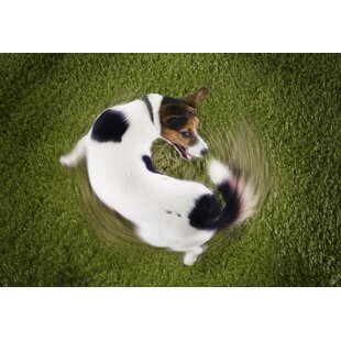 Katten spinnen, honden kwispelen 