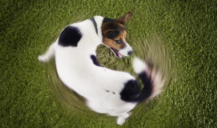 Katten spinnen, honden kwispelen 