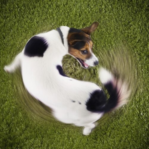 Pourquoi les chats ronronnent-ils et les chiens remuent-ils la queue?