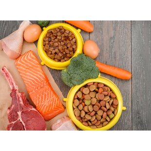 Los 5 problemas digestivos más comunes en perros y gatos