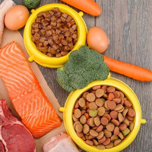 Los 5 problemas digestivos más comunes en perros y gatos