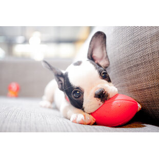 How to Teach Your Dog to Stay Home Alone Without Stress