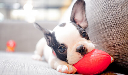 Zo leer je je hond om alleen thuis te blijven – zonder stress