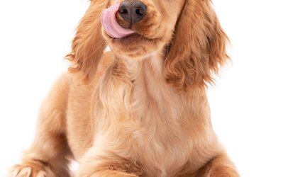 Adoptie van een Hond